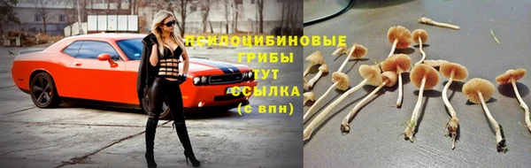 стаф Бородино